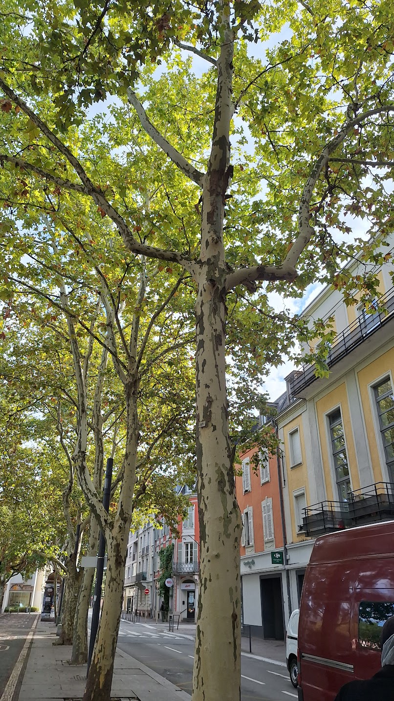 Une photographie portrait d'une file d'arbre le long d'une route en centre-ville, la lumière sur les feuilles vertes avant l'automne