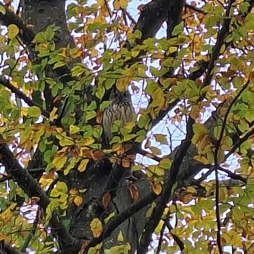 une photo très zoomée avec un hibou dans un arbre