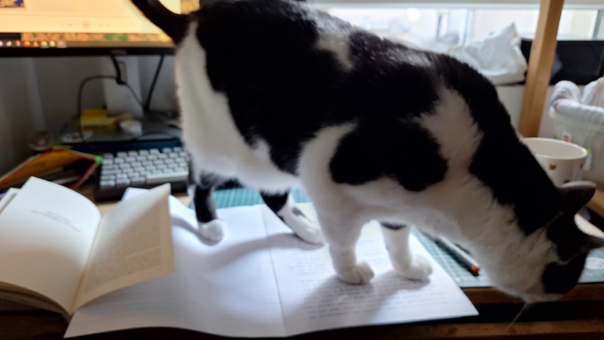 Une photographie un peu floue, vue sur le bureau avec un livre ouvert, une feuille avec un texte manuscrit, le chat se balade dessus, dans le champ il y aussi l'écran de l'ordinateur, le clavier, une trousse, une tasse, etc